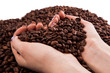 roasted coffee beans