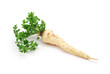parsley root