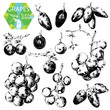 Vector: Grapes Grapes