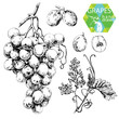 Vector: White grapes White grapes