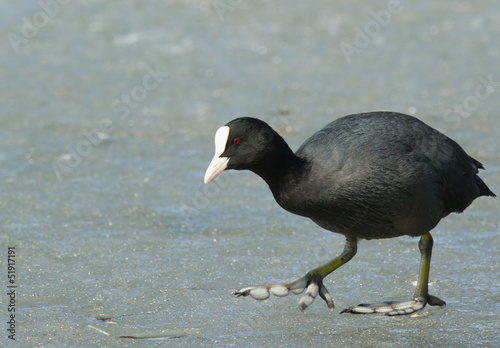 Photo: Common Coot walking on the ice Common Coot walking on the ice