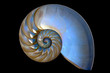 Nautilus