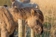 Photo: Konik horse looking over a fence Konik horse looking over a fence