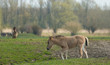 Photo: Konik foal walking in nature Konik foal walking in nature