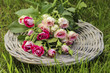 Garden party decor. Bouquet of pink roses on wicker tray