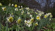 Video: Daffodils growing on a hill Daffodils growing on a hill