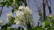 Video: lilac bush lilac bush
