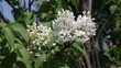 Video: white lilacs white lilacs