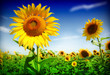 Photo: Sunflower field Sunflower field