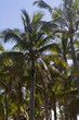 Coconut palms