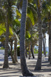 Coconut palms