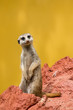 Meerkat / suricate
