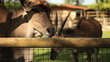 Common eland