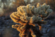 Sonoran desert landscape and cactus details