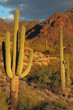 Sonoran desert landscape and cactus details