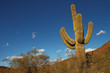 Sonoran desert landscape and cactus details
