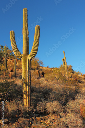 Photo: Sonoran desert landscape and cactus details Sonoran desert landscape and cactus details