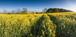 Oilseed Rape, Canola, Biodiesel Crop