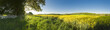 Oilseed Rape, Canola, Biodiesel Crop