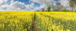 Oilseed Rape, Canola, Biodiesel Crop