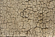 Dry cracked section of wood