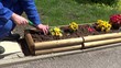 planter un oignon