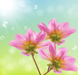 Spring flower.Nature season