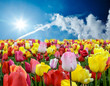 Üppige Farben im Frühling: Tulpen unter blaulem Himmel