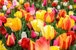 Sehr bunt: Tulpenfeld :)