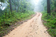 Walking trail in tropical forest