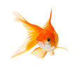 Golf fish