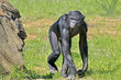 Photo: Bonobo Bonobo