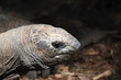 Foto: Riesen-Schildkröte Riesen-Schildkröte
