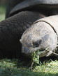 Foto: Riesen-Schildkröte Riesen-Schildkröte