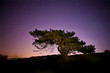 Star Light Tree