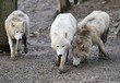 arctic wolf pack