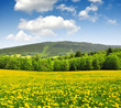 Spring landscape in the national park Sumava - Czech Republic