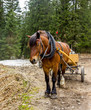 Horse With Carriage