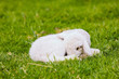 Sleeping Lamb