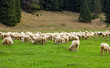 Flock of Sheep