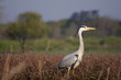 Héron cendré dans son milieu naturel 2