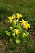 Cowslips nestling on a rough grass bank