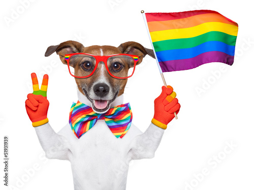 Photo: gay pride dog gay pride dog