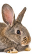 rabbits isolated