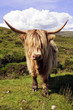 Vache des Highlands en Ecosse