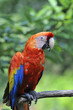 アカコンゴウインコ