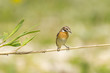 whinchat
