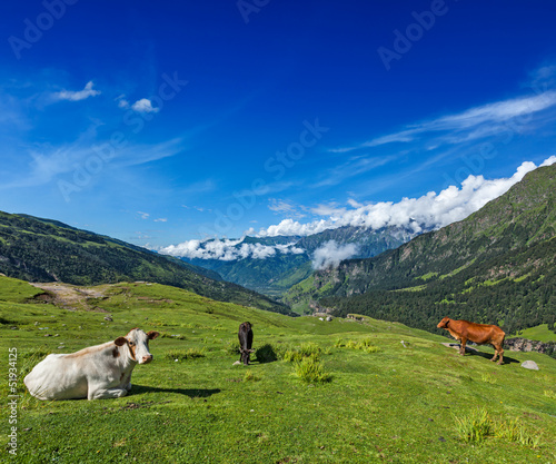 Photo: Cows grazing in Himalayas Cows grazing in Himalayas