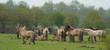 Herd of Konik horses in nature in spring