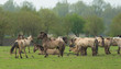 Herd of Konik horses in spring
